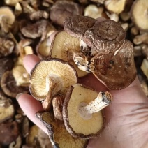 香菇