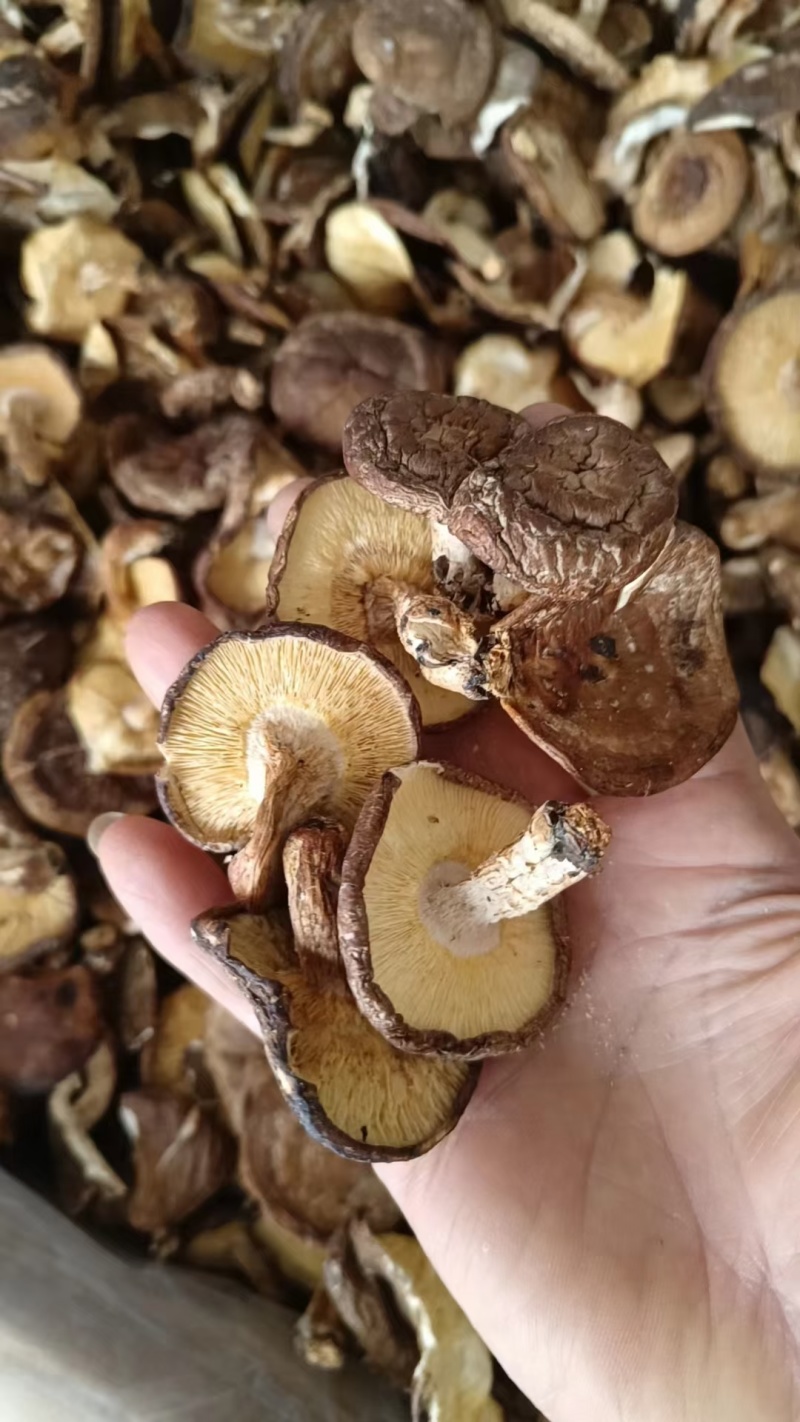 香菇