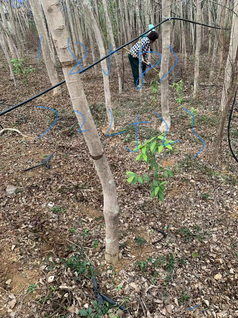 海南黄花梨绿化树直径八公分以上