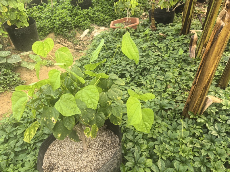 一年苗