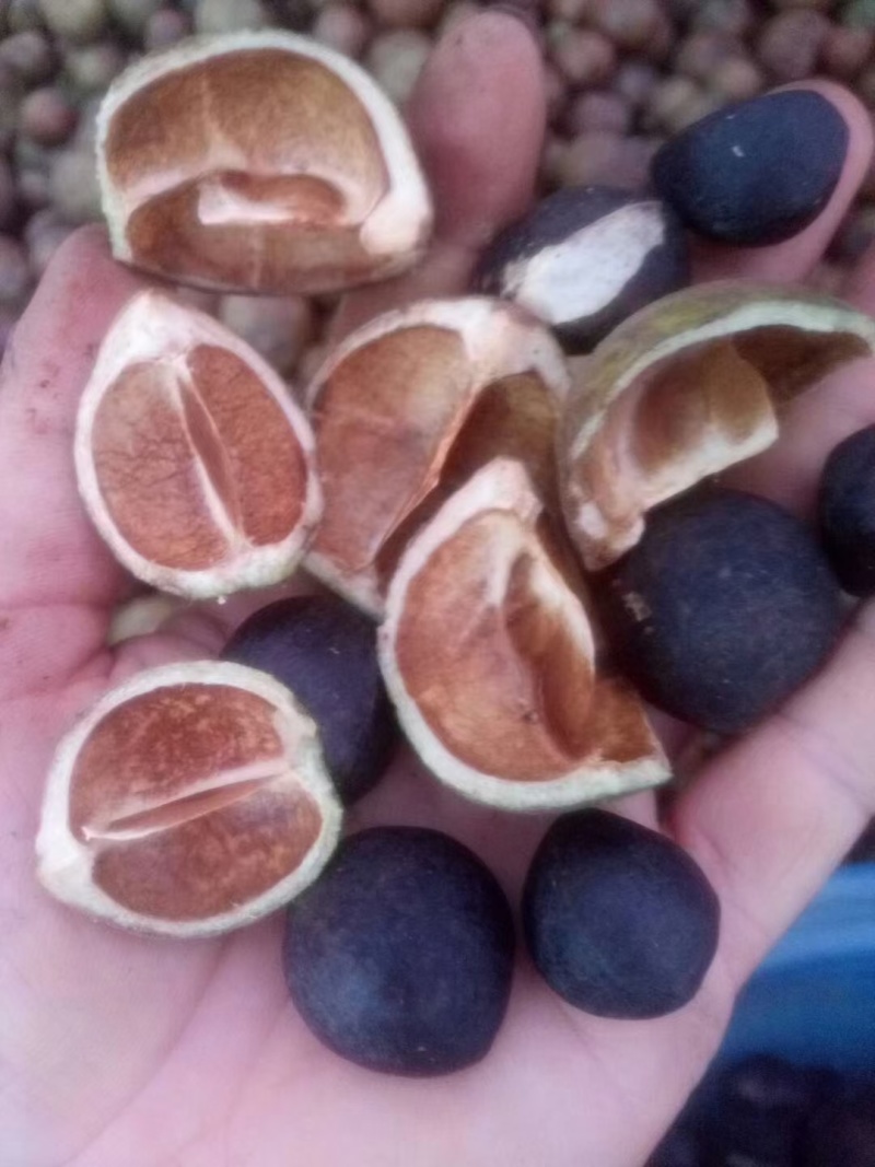 山茶油（籽）