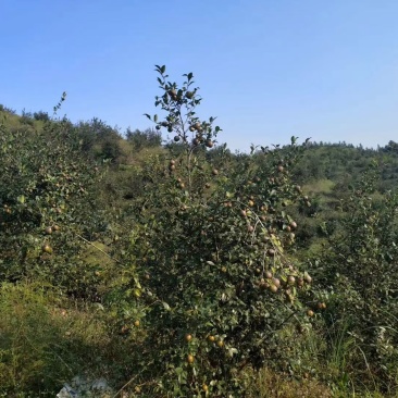 山茶油（籽）