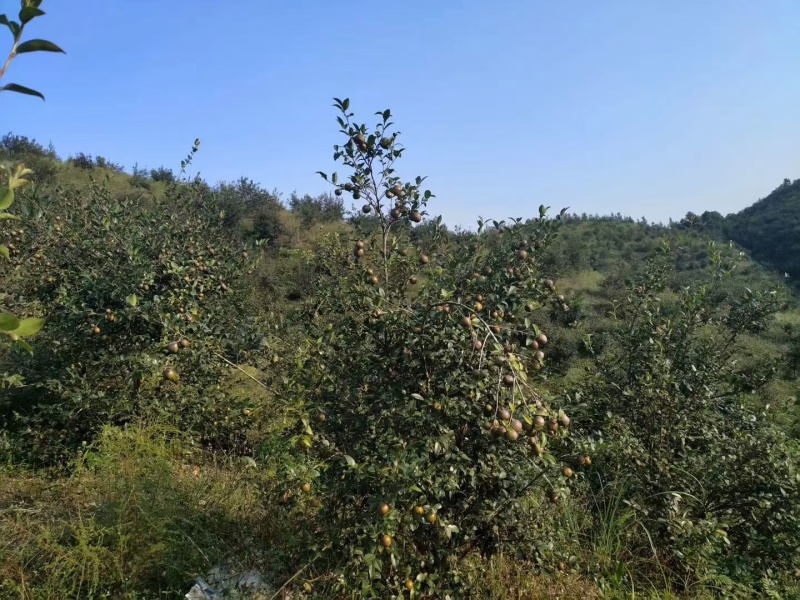 山茶油（籽）