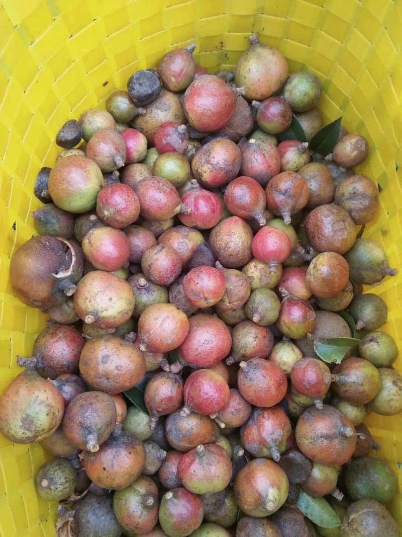 山茶油（籽）