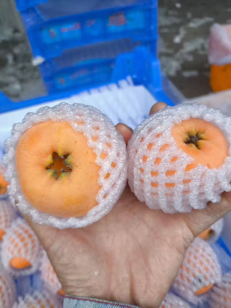 大五星枇杷
