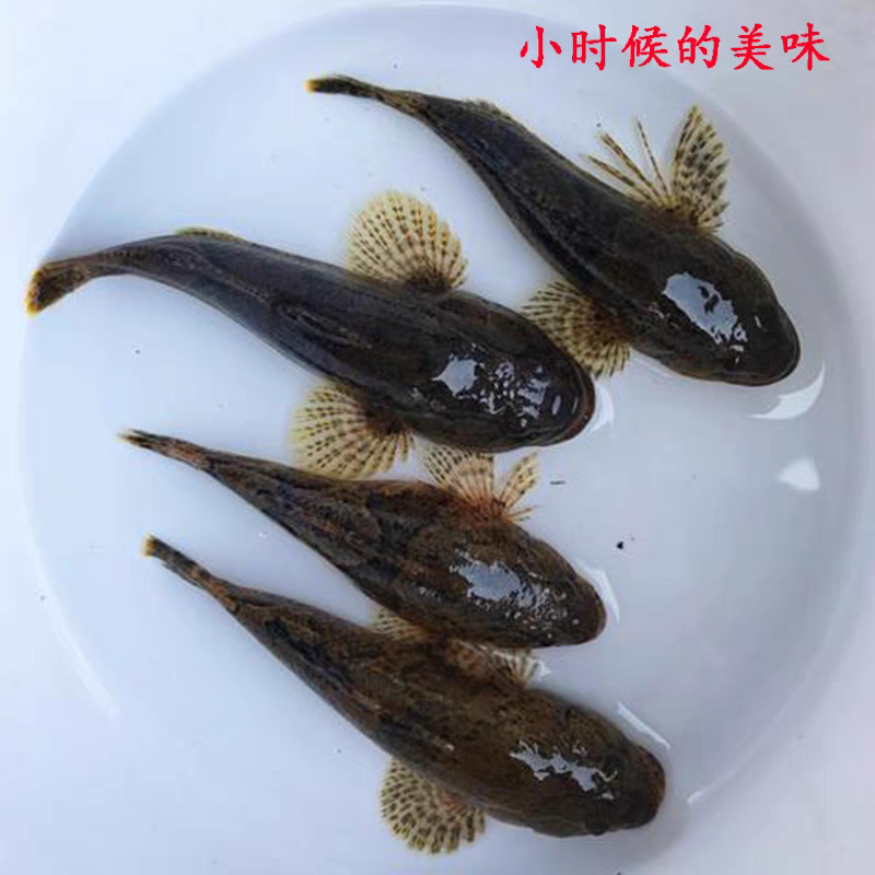 正宗河川沙塘鳢5-8公分现货，土布鱼，虎头呆，呆子鱼，虎头鲨