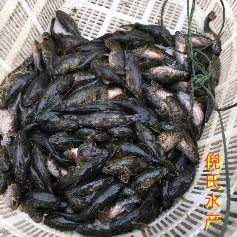 正宗河川沙塘鳢5-8公分现货，土布鱼，虎头呆，呆子鱼，虎头鲨