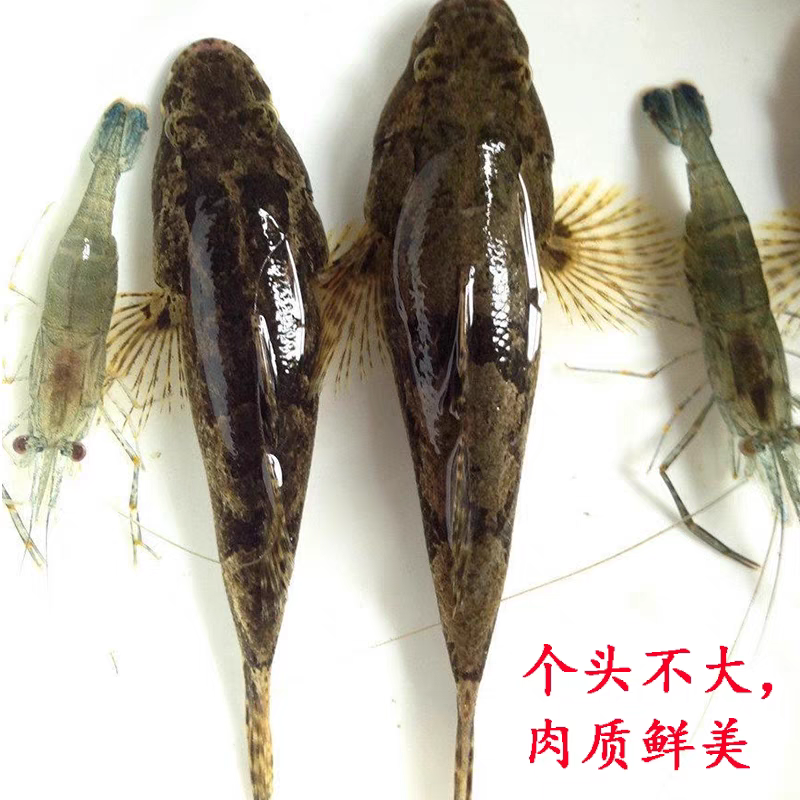 正宗河川沙塘鳢5-8公分现货，土布鱼，虎头呆，呆子鱼，虎头鲨