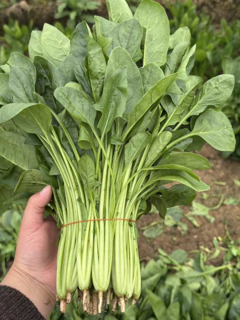 精品菠菜
