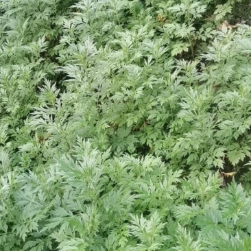 艾草