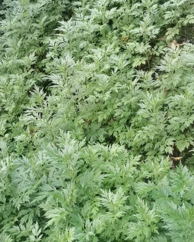 艾草