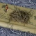 精选松针中医药材饮片正品特级细选干松针茶正宗新货