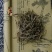 精选松针中医药材饮片正品特级细选干松针茶正宗新货