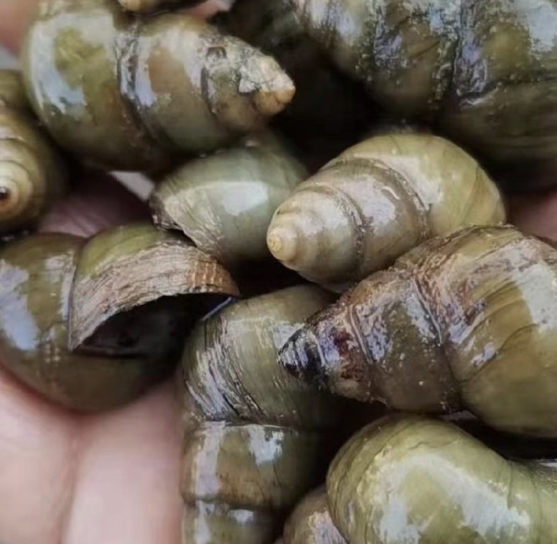 苏北手工新鲜螺丝