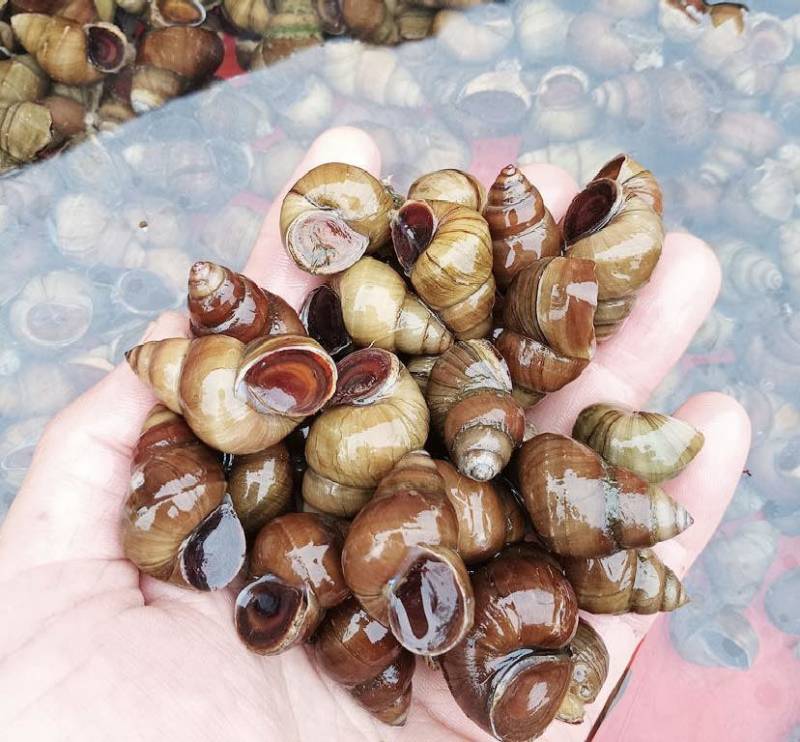苏北手工新鲜螺丝