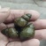 苏北手工新鲜螺丝