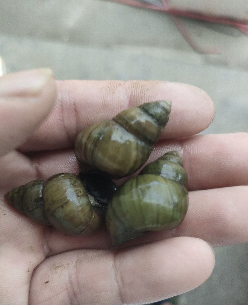 苏北手工新鲜螺丝