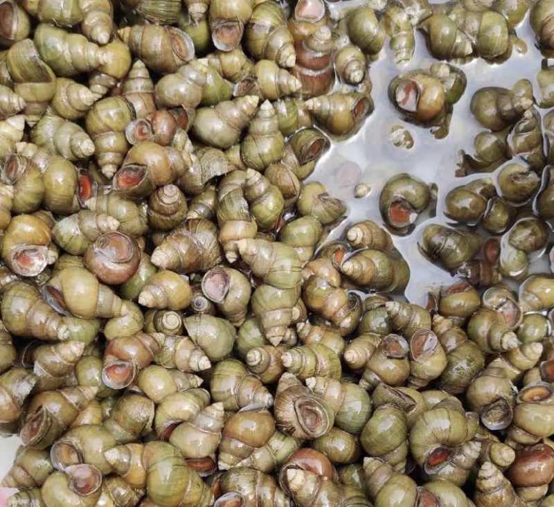 苏北手工新鲜螺丝