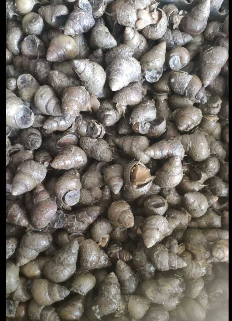 苏北手工新鲜螺丝