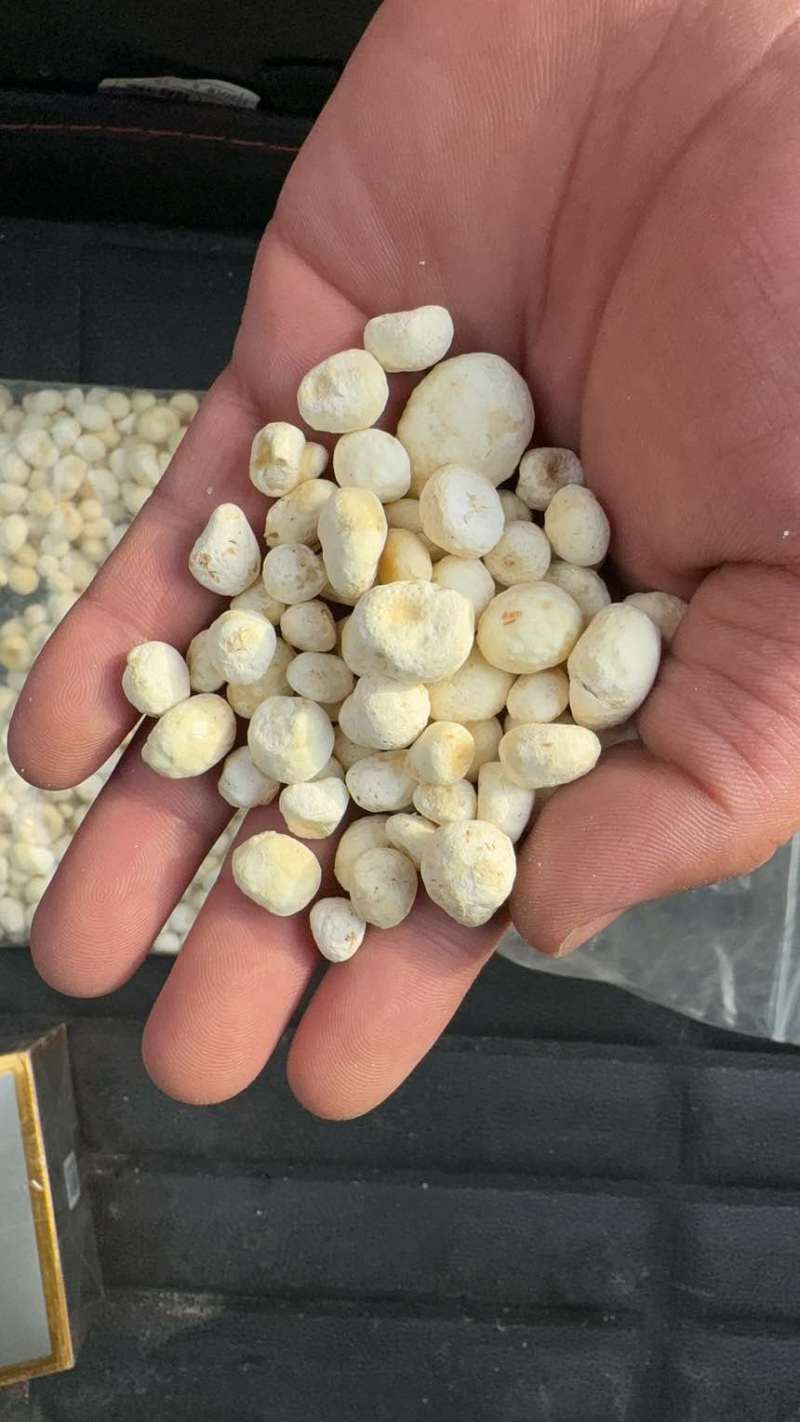 半夏种子河北安国产地直发