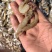 白银虾新鲜