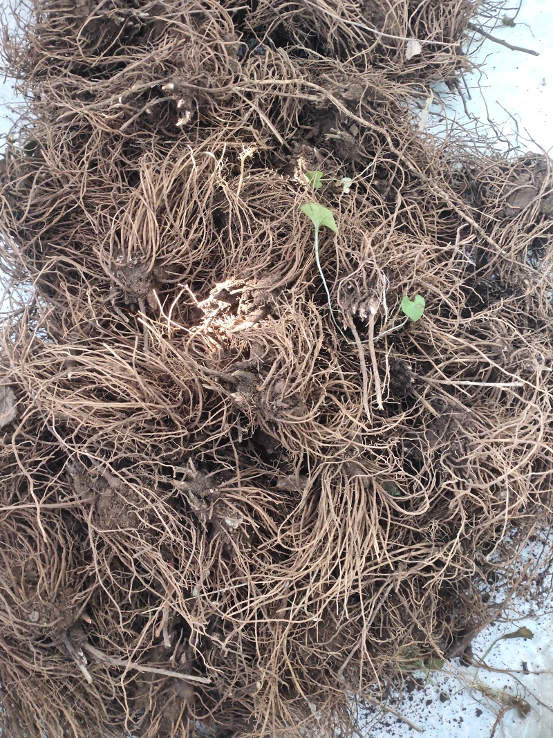 苍术2年苗，三年苗