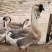 特大狮头鹅苗包打疫苗量大包邮大量供应