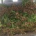 芍药花