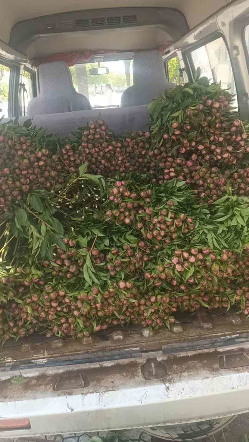 芍药花