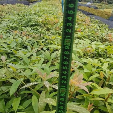金丝楠木苗