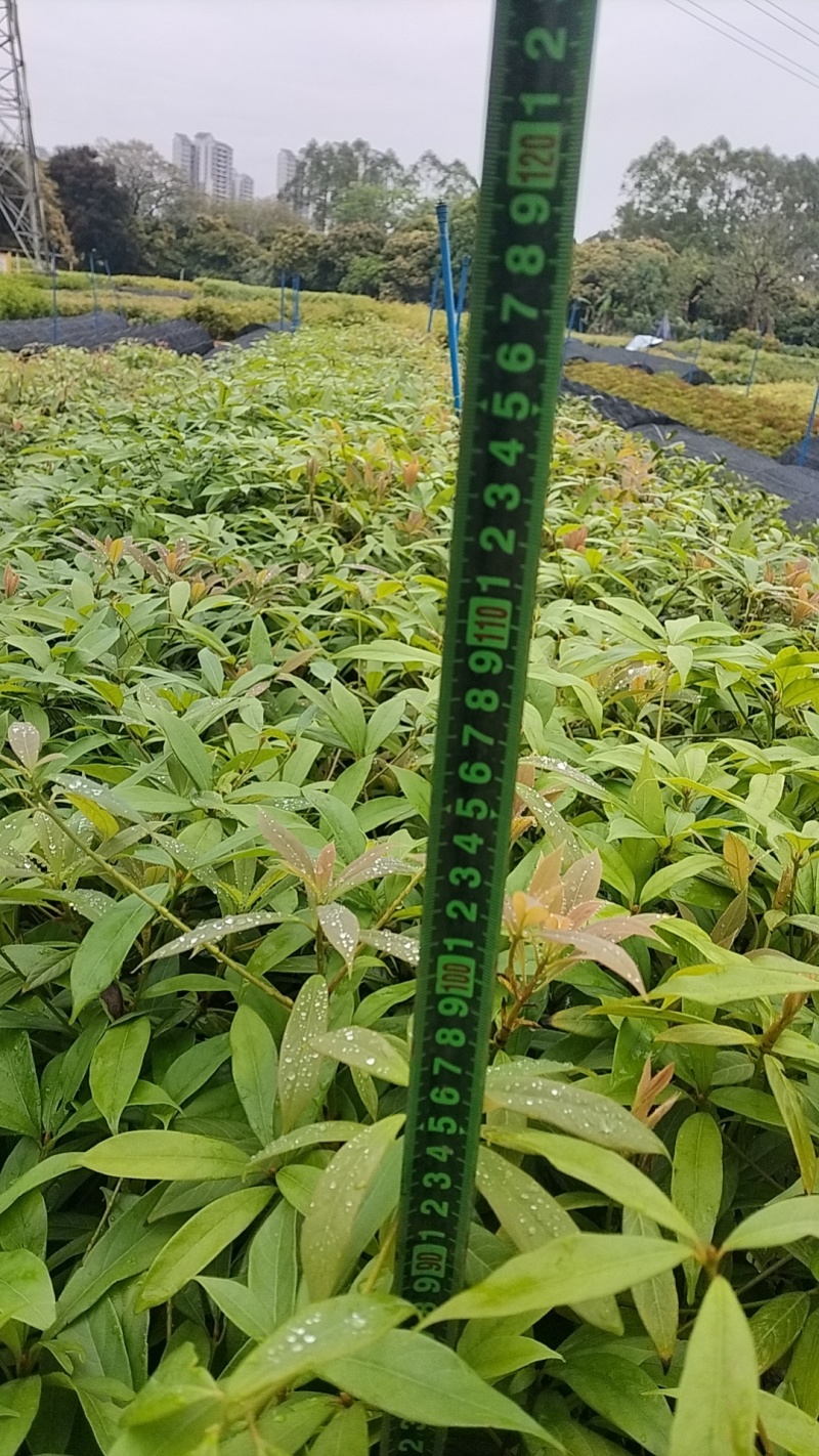 金丝楠木苗