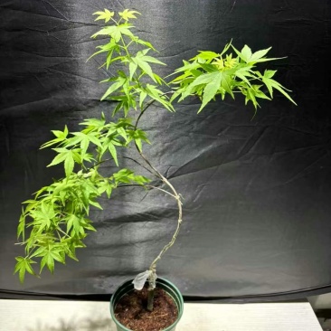 23元/盆飘逸流泉枫，流泉枫，**便宜，造型好，叶片号