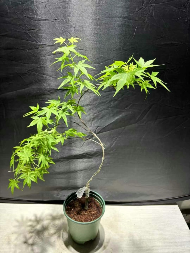 23元/盆飘逸流泉枫，流泉枫，**便宜，造型好，叶片号