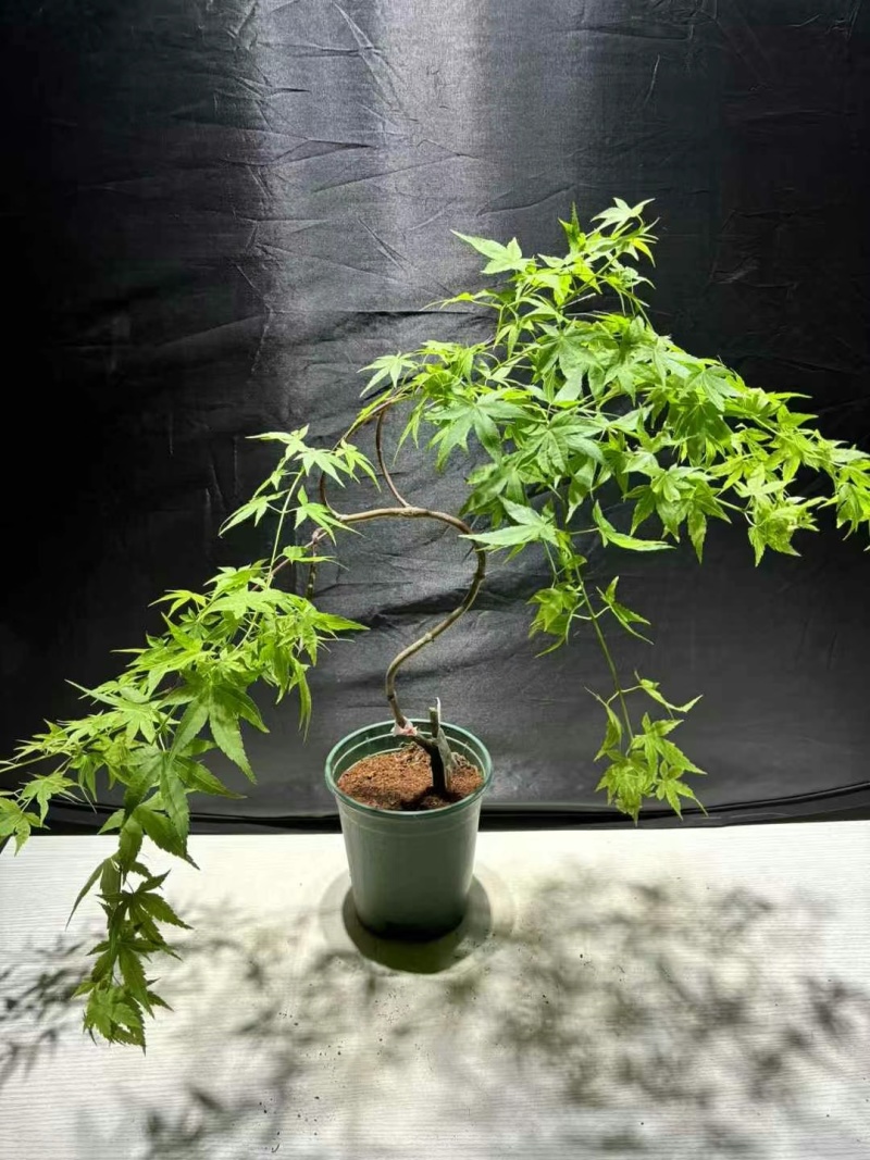 23元/盆飘逸流泉枫，流泉枫，**便宜，造型好，叶片号