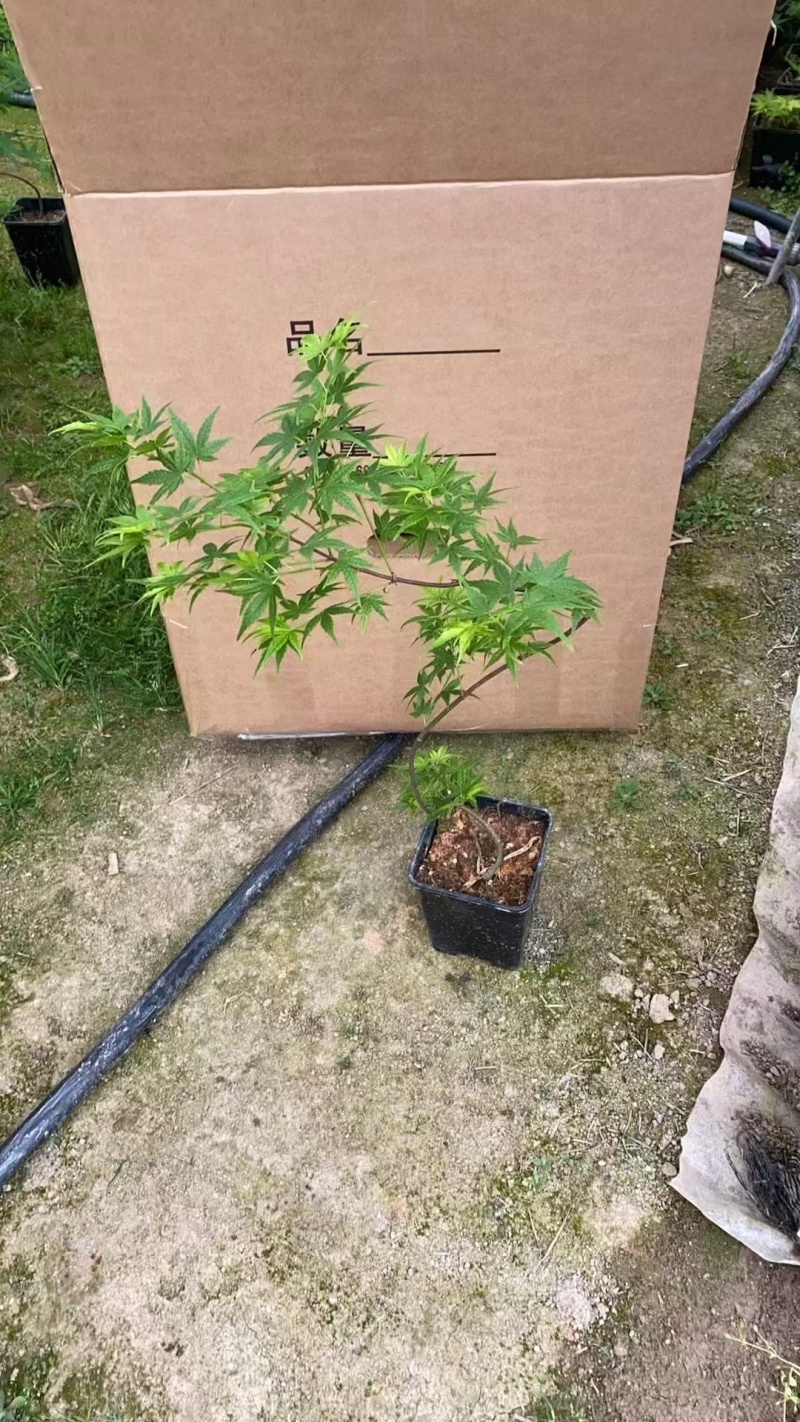 23元/盆飘逸流泉枫，流泉枫，**便宜，造型好，叶片号