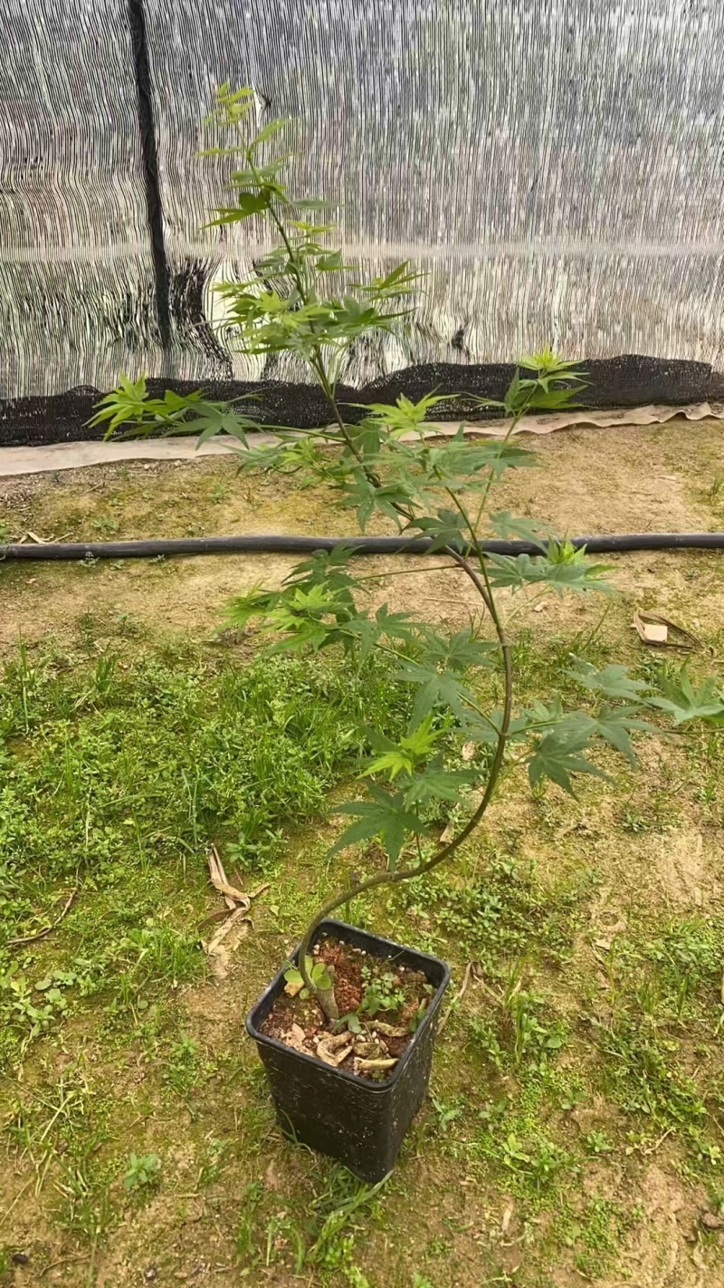23元/盆飘逸流泉枫，流泉枫，**便宜，造型好，叶片号