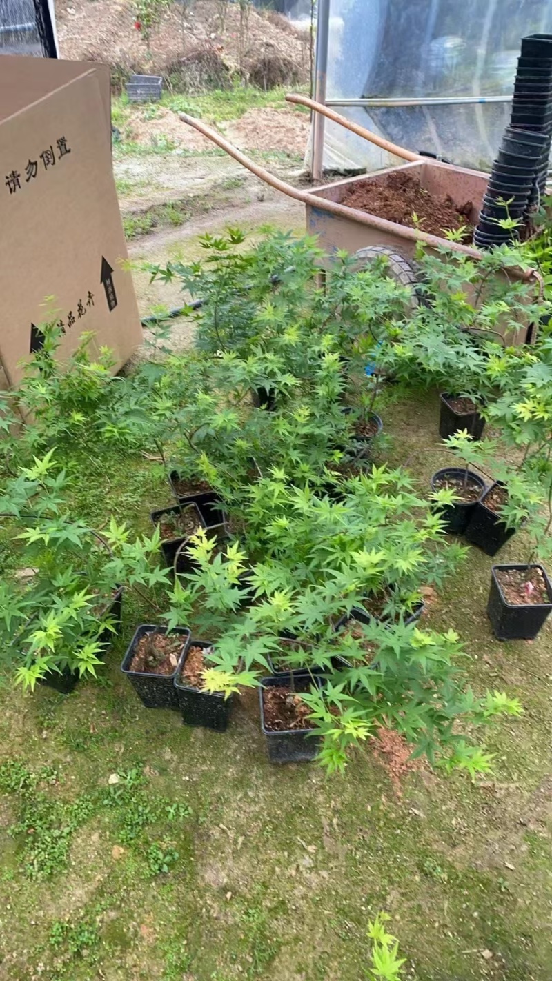 23元/盆飘逸流泉枫，流泉枫，**便宜，造型好，叶片号