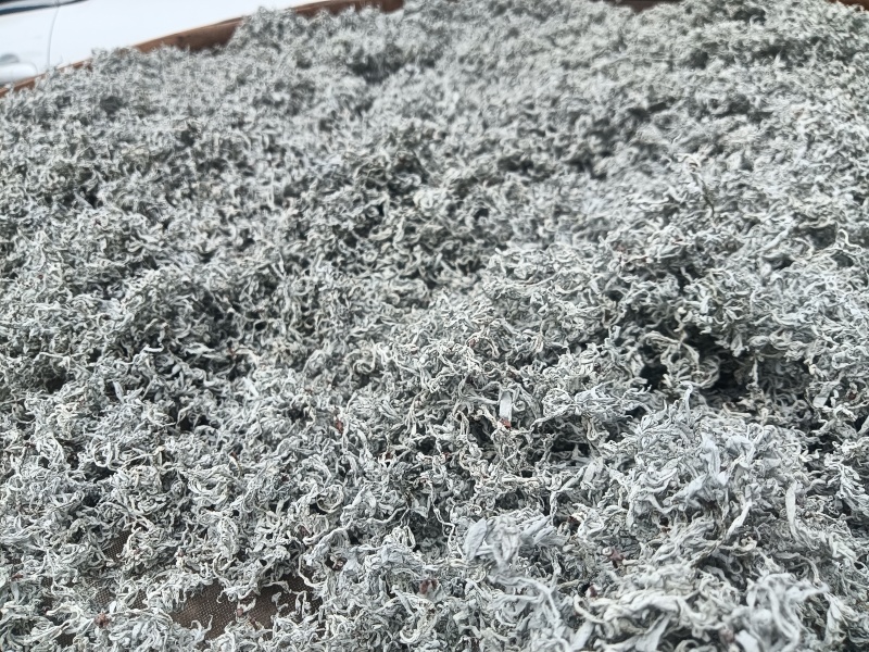 永顺莓茶
