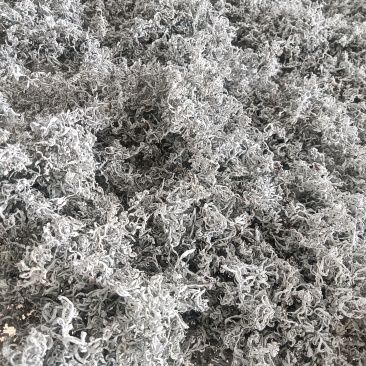 永顺莓茶