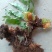 野生中草药