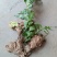 野生中草药