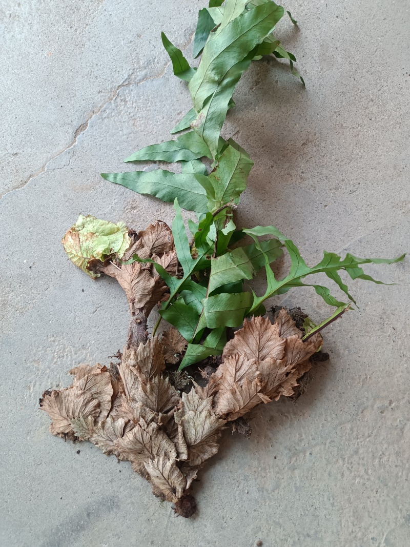 野生中草药