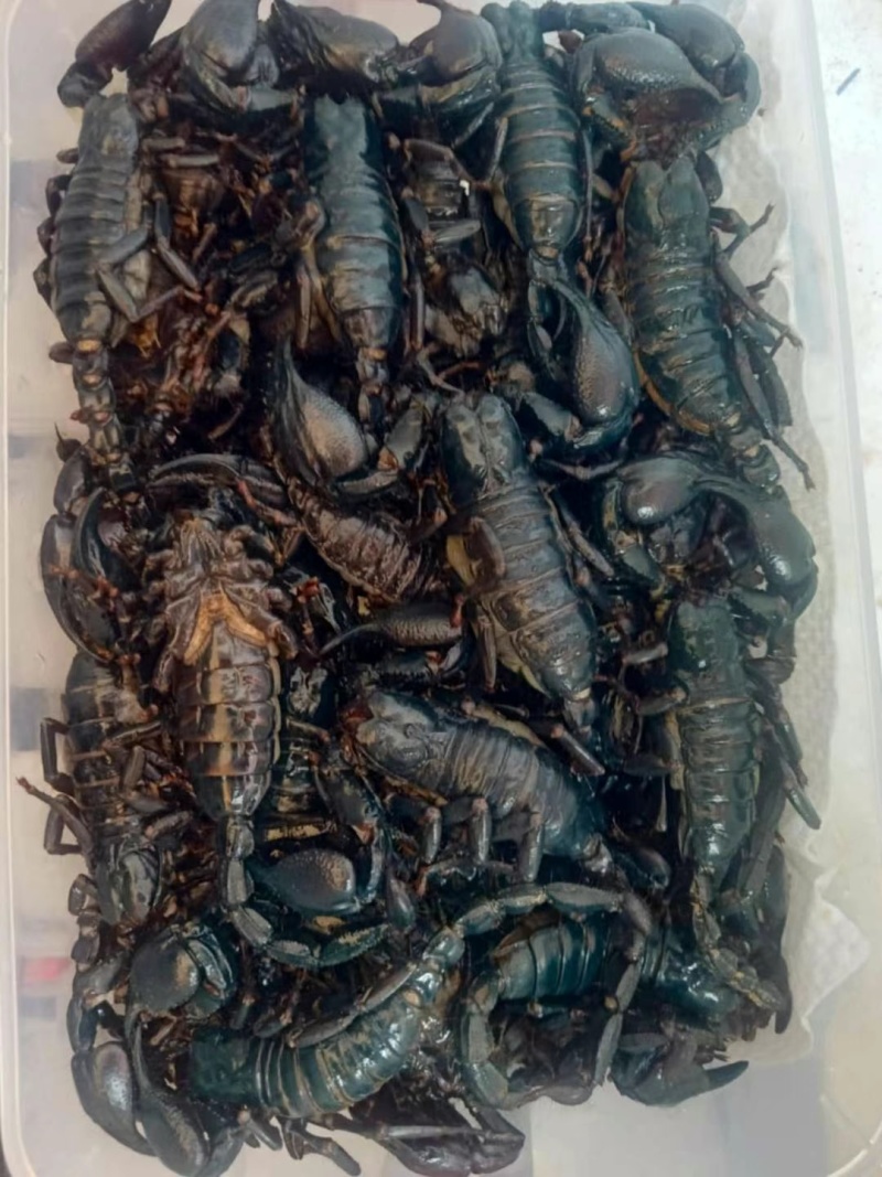 大蝎子🦂
