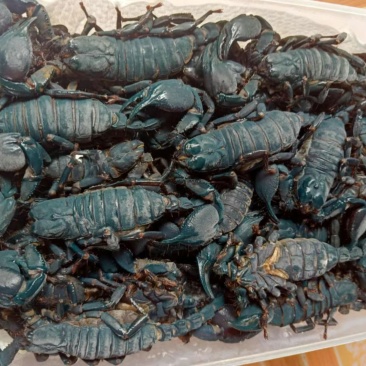 大蝎子🦂