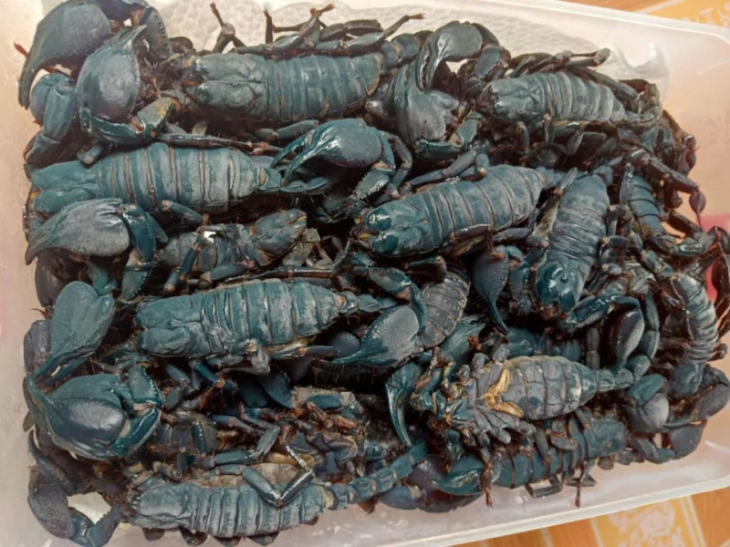 大蝎子🦂
