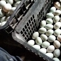 卖鲜鸭蛋