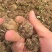 猫爪草中药材