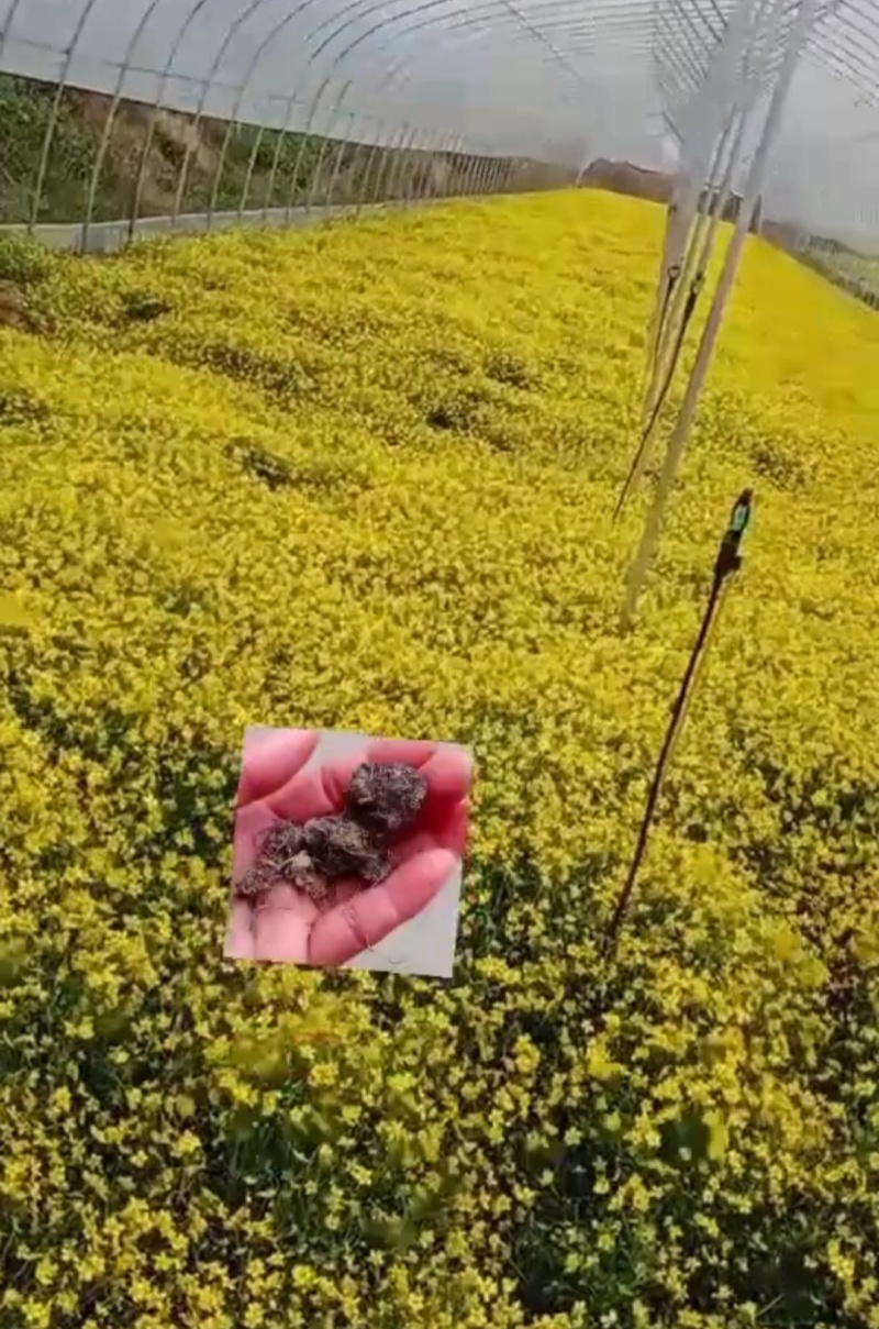 猫爪草中药材