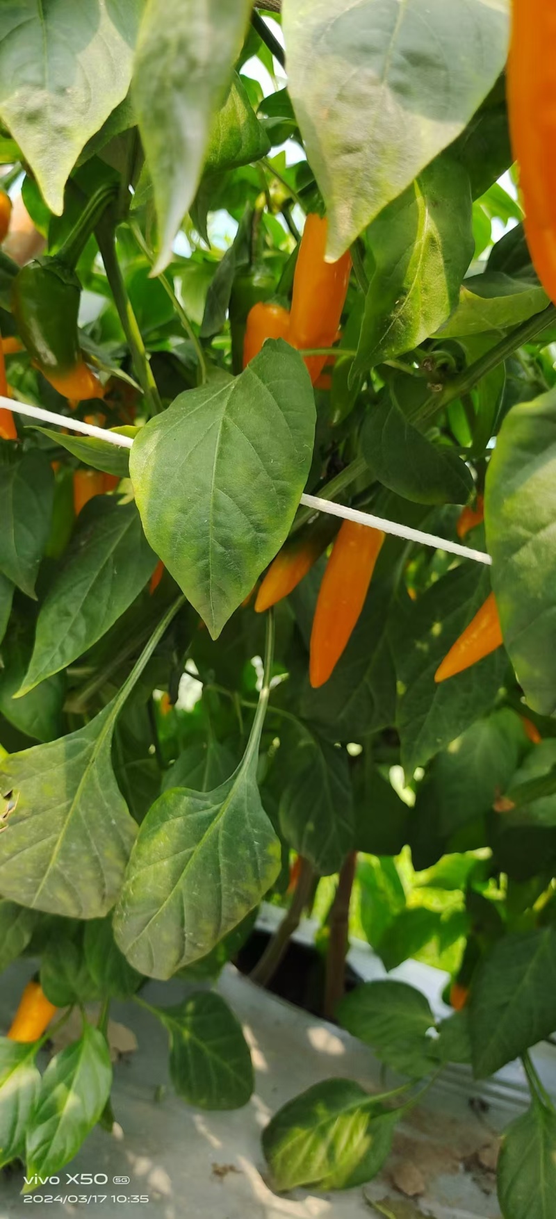菠菜