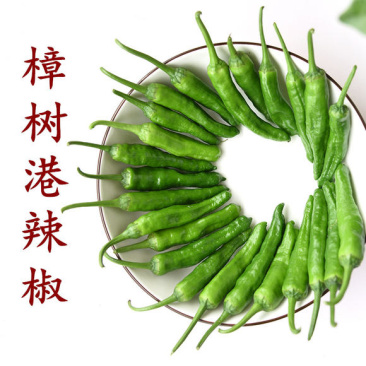 樟树港辣椒